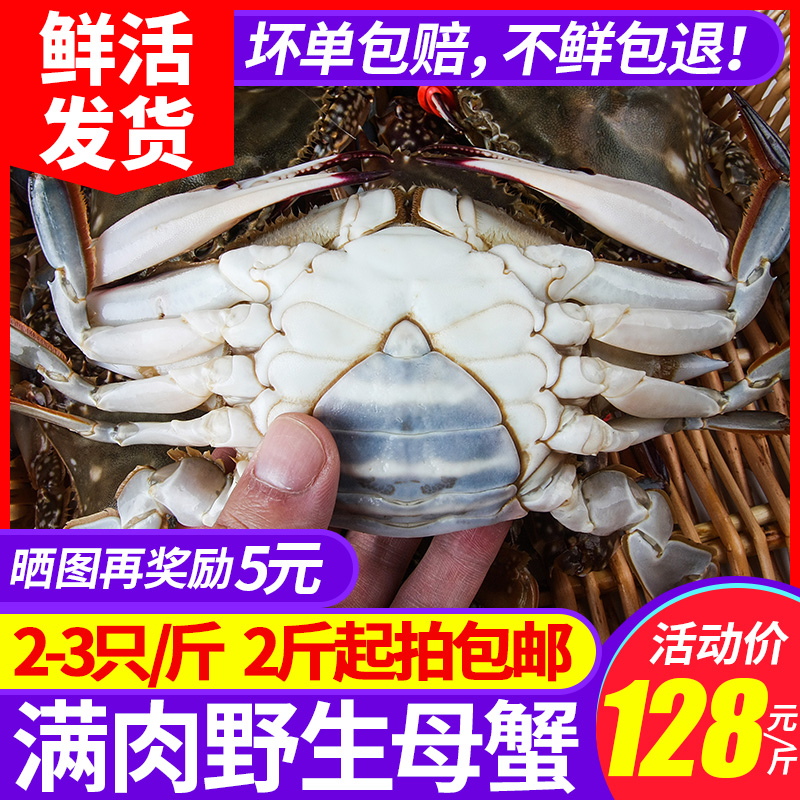 螃蟹鲜活海蟹鲜活免邮梭子蟹鲜活母大1斤活体海鲜新鲜2斤顺丰包邮