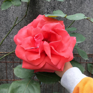 花苗盆栽绯扇四季 大红花浓香月季 阳台庭院玫瑰花卉植物花朵大直立