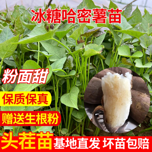 冰糖哈密红薯苗白心板栗红薯苗原种地瓜苗脱毒带根发货番薯种植苗