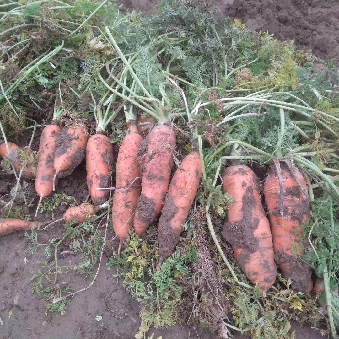 禅悦无公害绿色生态酵素菌蔬菜胡其它