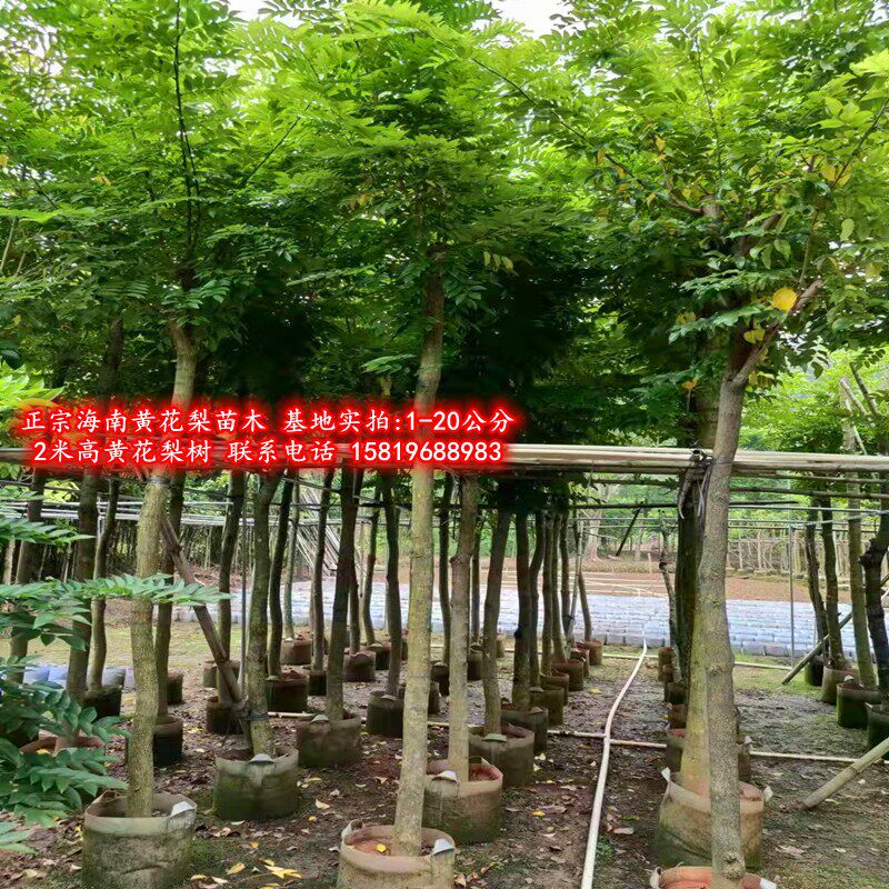 海南黄花梨袋苗木正宗海南黄花梨树苗油梨红木降香黄檀花梨母庭院