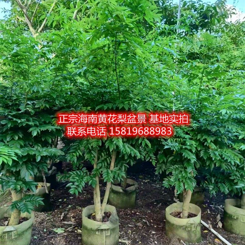 广州正宗海南黄花梨树桩多枝树苗盆景室内办公室花卉客厅精品盆栽