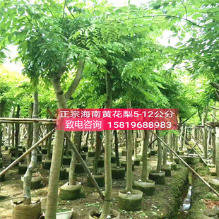 黄花梨苗木黄花梨大苗正宗海南黄花梨树苗小叶桢楠木苗沉香苗大树