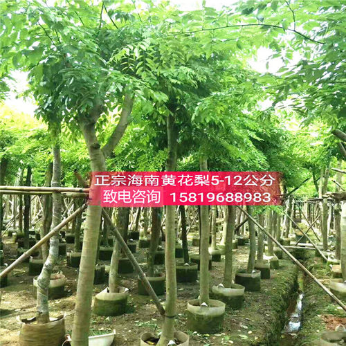 黄花梨苗木黄花梨大苗正宗海南黄花梨树苗小叶桢楠木苗沉香苗大树 - 封面