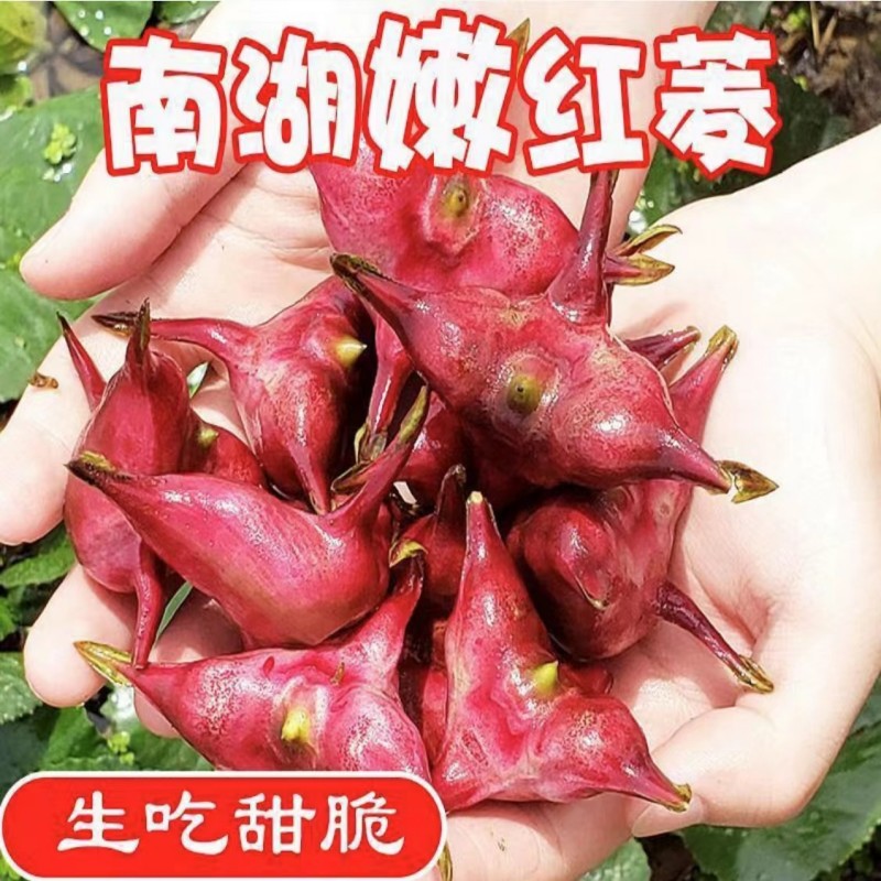 南湖四角红菱角种子种苗
