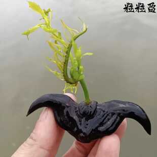 特大老菱角种子高产青菱角种子菱角种苗早熟菱角种红菱角种子蔬菜