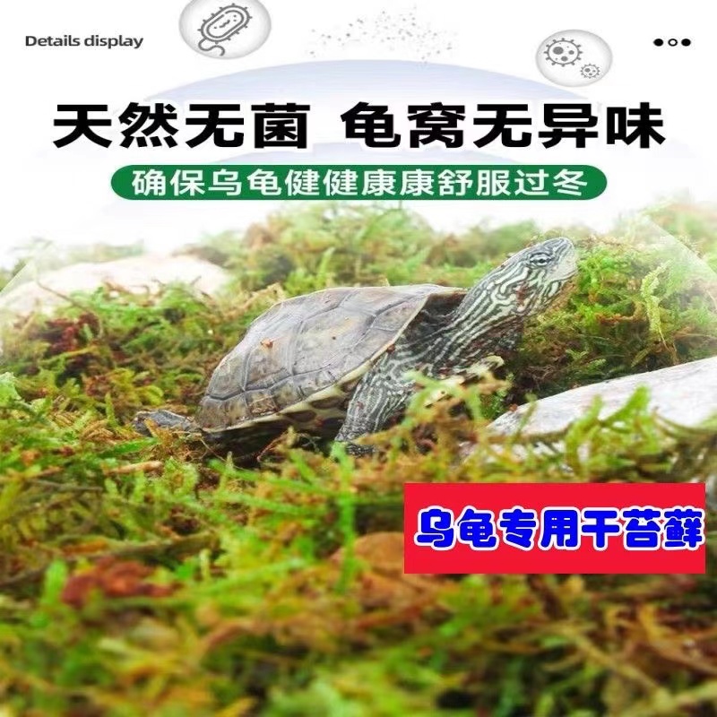 干苔藓水苔青苔蝴蝶兰花多肉石斛营养土育苗嫁接乌龟冬眠垫材