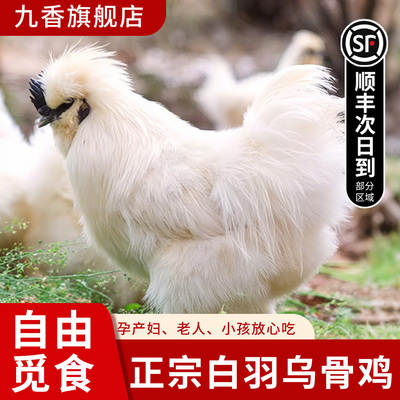 乌鸡新鲜现杀煲汤老乌鸡顺丰包邮