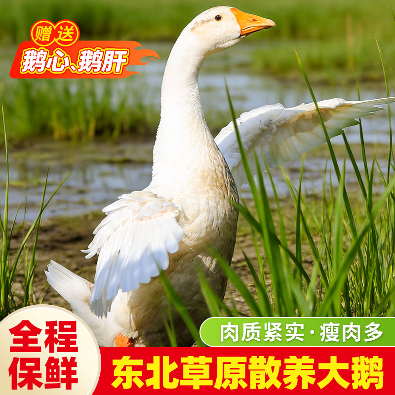 东北大鹅整只新鲜农家散养大白鹅生鲜鹅肉农村老鹅铁锅炖笨大土鹅,水产肉类/新鲜蔬果/熟食,鹅肉/鹅肉制品,淘宝优惠券,粉丝福利购,淘宝优惠卷