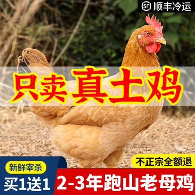 老母鸡正宗土鸡农家散养新鲜宰杀