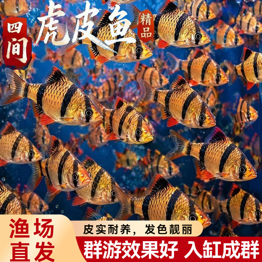 招财旺宅虎皮鱼观赏鱼小型淡水鱼家养热带鱼好养耐活正宗四间虎纹