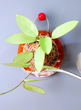 【透橙色小号定植板】蝴蝶兰鹿角蕨种植板挂板植神器亚克力自吸水