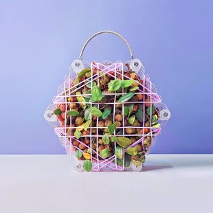 【六角板植框】球兰蝴蝶兰亚克力种植板鹿角蕨板植神器挂板