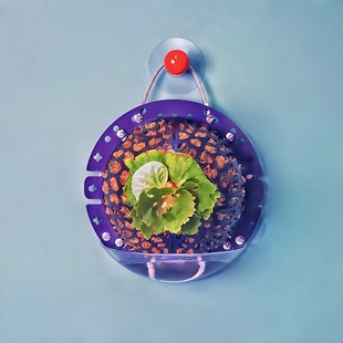 【黑色中号定植板】球兰蝴蝶兰鹿角蕨种植板挂板植上墙神器亚克力