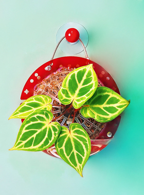 【透红色中号定植板】球兰蝴蝶兰鹿角蕨种植板挂板植神器亚克力