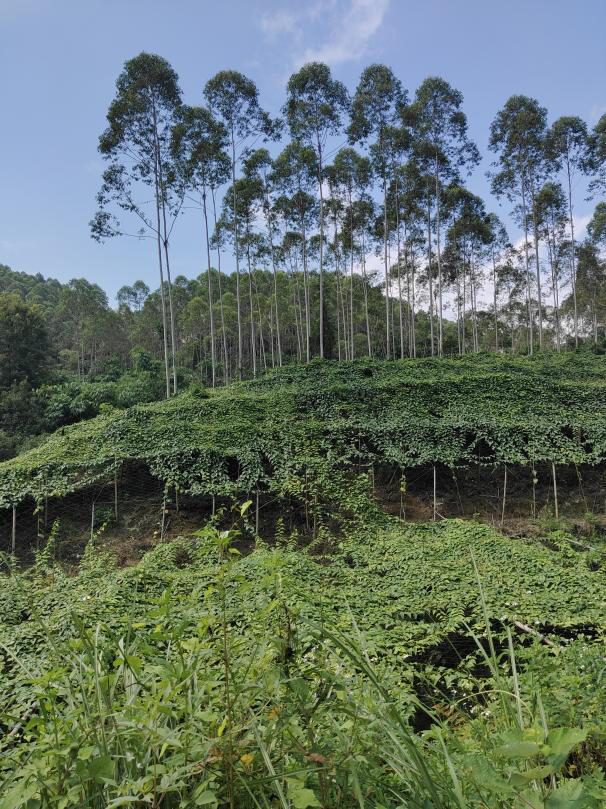 位于广西永福县苏桥镇大罗村的林权证编号为B4500374226的《林权证》项下的林地使用权、林木所有权、林木使用权