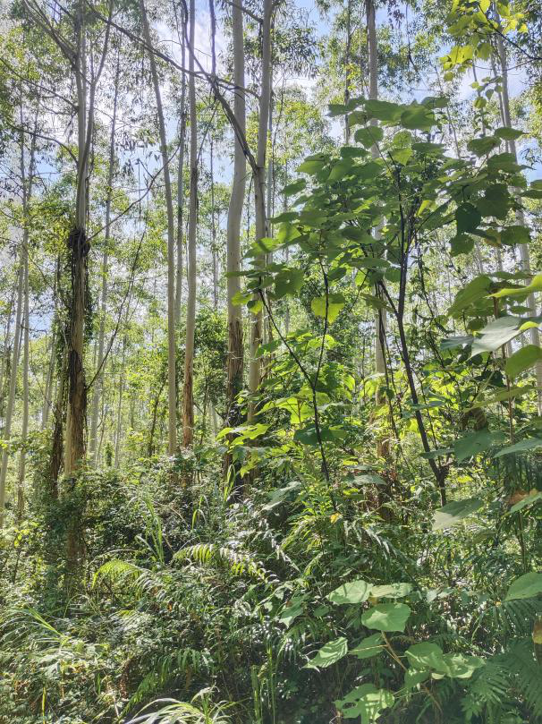 变卖位于广西永福县堡里镇波塘村的林权证编号为B451100726164的《林权证》项下的林地使用权、林木所有权、林木使用权