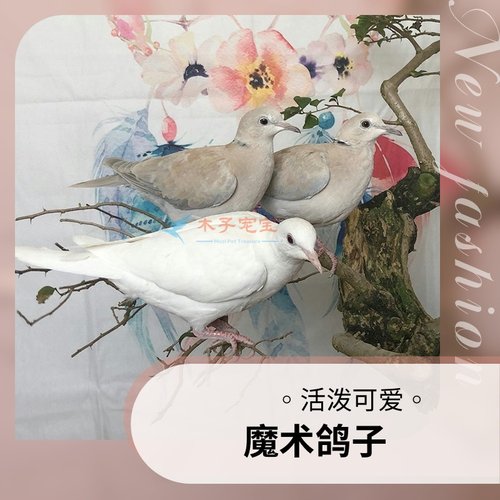 魔术鸽子活体纯白浅灰青年幼崽白鸽种鸽人工宠物活苗活物观赏小鸟 - 封面