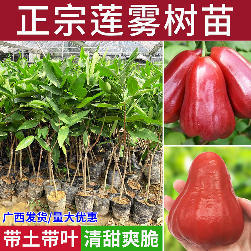 莲雾果树苗嫁接黑金刚大叶红黑糖芭比盆地栽庭院行道绿化园果树