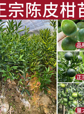 正宗新会陈皮柑桔果茶树苗盆地栽