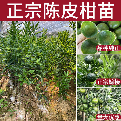 正宗新会陈皮柑桔果茶树苗盆地栽