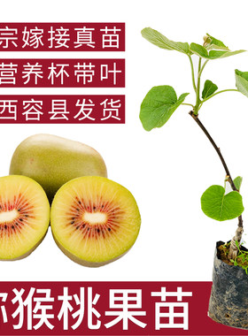 正宗红心可盆栽庭院猕猴桃树苗