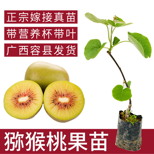 正宗红心可盆栽庭院猕猴桃树苗