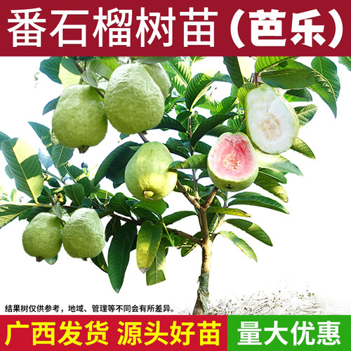 番石榴水果树苗红心芭乐南方种植