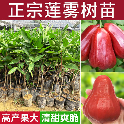 莲雾果树苗嫁接黑金刚大叶红黑糖芭比盆地栽庭院行道绿化园果树