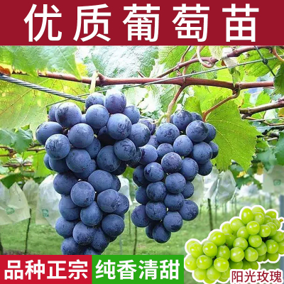 葡萄苗带营养杯阳光玫瑰爬藤果苗