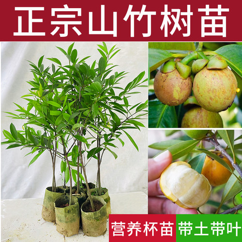 山竹苗水果苗可盆栽地栽带泥带叶