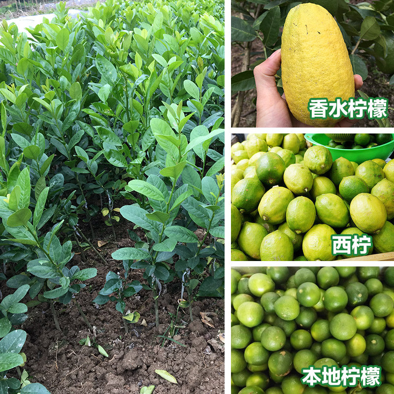 柠檬树苗四季香水柠檬树苗圆柠檬西柠本地柠檬嫁接苗盆栽地栽|ruв категории доставка цветов/цветок моделирования/растения садоводства, садовое растение/даосское дерево/фруктовых деревьев, фруктовых деревьев - от Buy2taobao.com для оказания профессиональной услуги покупки агента Taobao