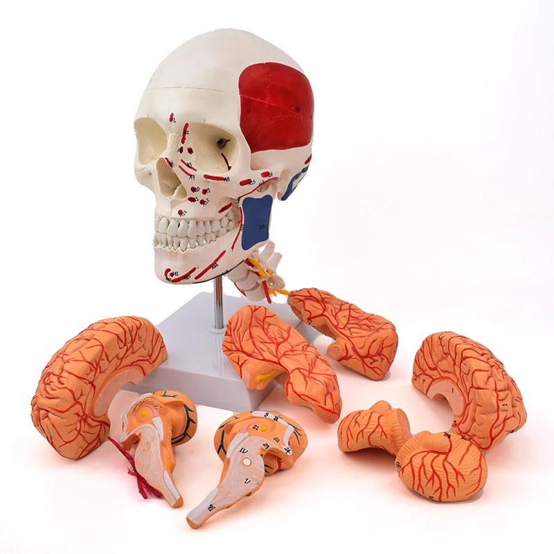 人体头颅骨脑动脉解剖结构模型头骨模型脑血管脑结构