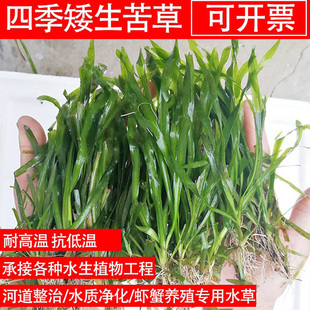 四季青矮生苦草扁担草河道净化小龙虾蟹鱼缸养殖净化水质造景水草
