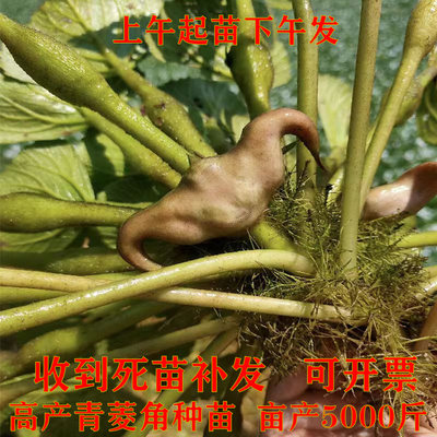 老菱角种子菱角苗种菱角苗青菱角红菱角种子苗种池塘水生植物菱角