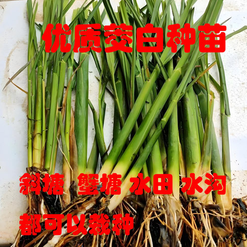 双季茭白苗种高瓜苗净化水质植物
