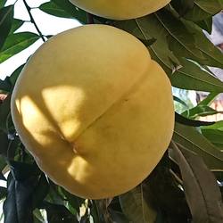 正宗肥城肥桃桃子新鲜脆桃甜桃大桃桃2025现摘中华寿桃