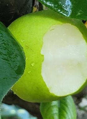 安徽砀山翠玉梨子当季水果新鲜10斤青皮青梨皇冠梨整箱应翠冠雪梨