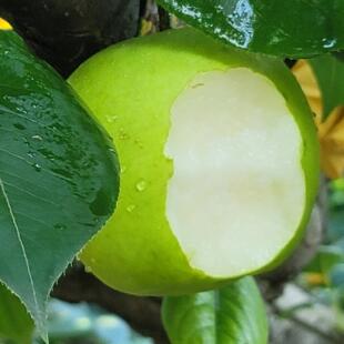 安徽砀山翠玉梨子当季水果新鲜10斤青皮青梨皇冠梨整箱应翠冠雪梨