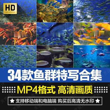 海底世界鱼群游动海洋馆水族观赏鱼实拍特写镜头短片剪辑视频素材