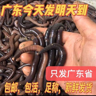 广东大蚯蚓野钓叉尾鲶罗非诱饵钓鲫鱼大青鱼鲳鱼翘嘴爆护饵料喂龟