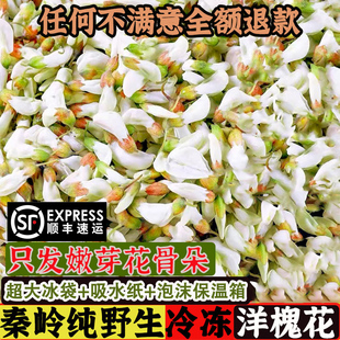 【冷冻】顺丰秦岭生冻洋槐花苞新鲜纯野生洋槐花骨朵现摘包邮