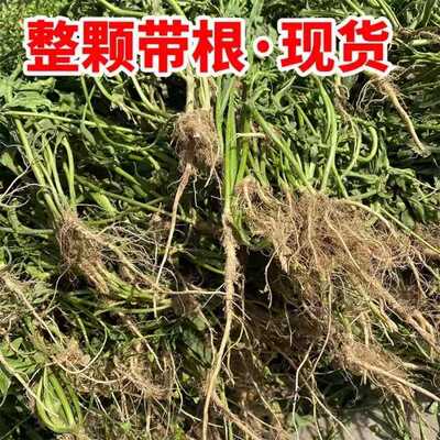 2024陕西秦岭纯野生老荠菜开白花荠菜三月三煮鸡蛋新鲜老荠菜带根