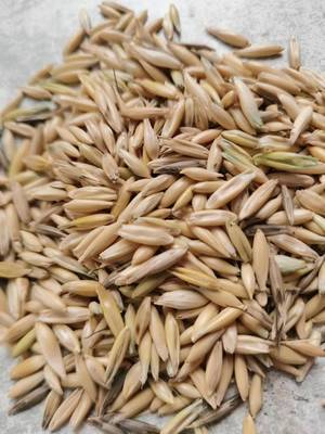 杂粮带壳燕麦种子皮燕麦雀麦