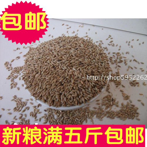 加纳加纳利子白尖粟油尖500g鹦鹉
