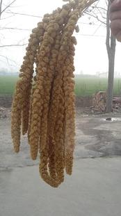 谷穗 /穗子 鹦鹉 仓鼠鸟儿零食 黄谷穗特价一根1元