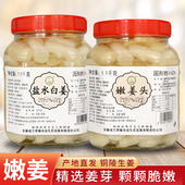 嫩姜头玻璃瓶精装 嫩姜糖醋泡姜新鲜姜安徽铜陵原产地生姜盐水白姜