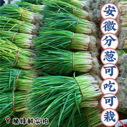 现挖分葱新鲜蔬菜安徽分葱非山东大葱小香葱蘸酱炒菜可移栽带土