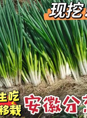 安徽分葱新鲜蔬菜现挖现发农家自种大葱不是小香葱可生吃可种植
