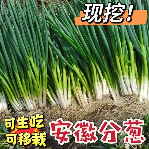 安徽分葱新鲜蔬菜现挖现发农家自种大葱不是小香葱可生吃可种植